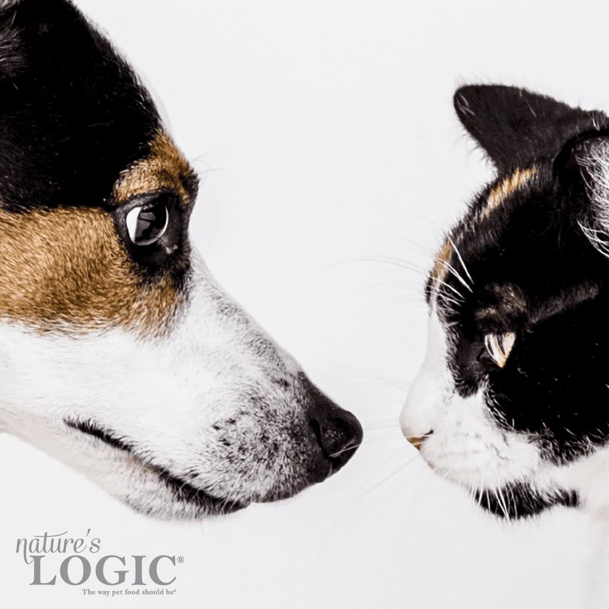 WHAT IF THE DOG EATS THE CAT FOOD AND VICE VERSA? Nature's Logic
