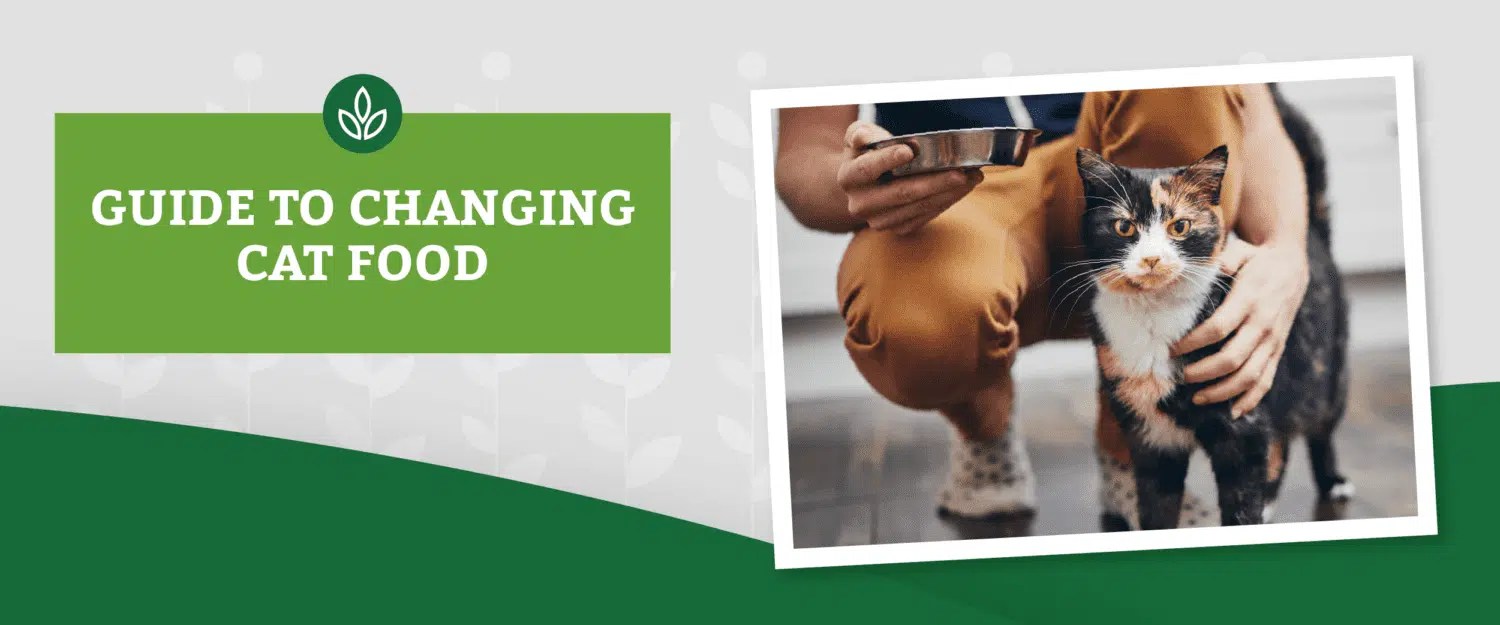 A Guide to Changing Cat Food Changing Your Cat’s Food Type