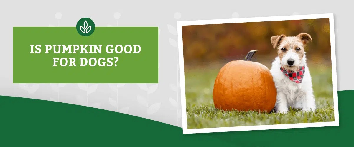 Is Pumpkin Good For Dogs?