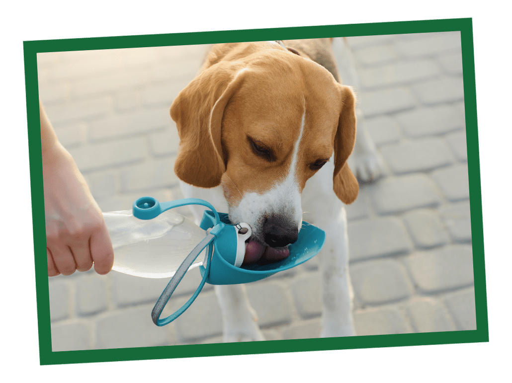 Learn How to Get Your Dog to Drink More Water Nature's Logic