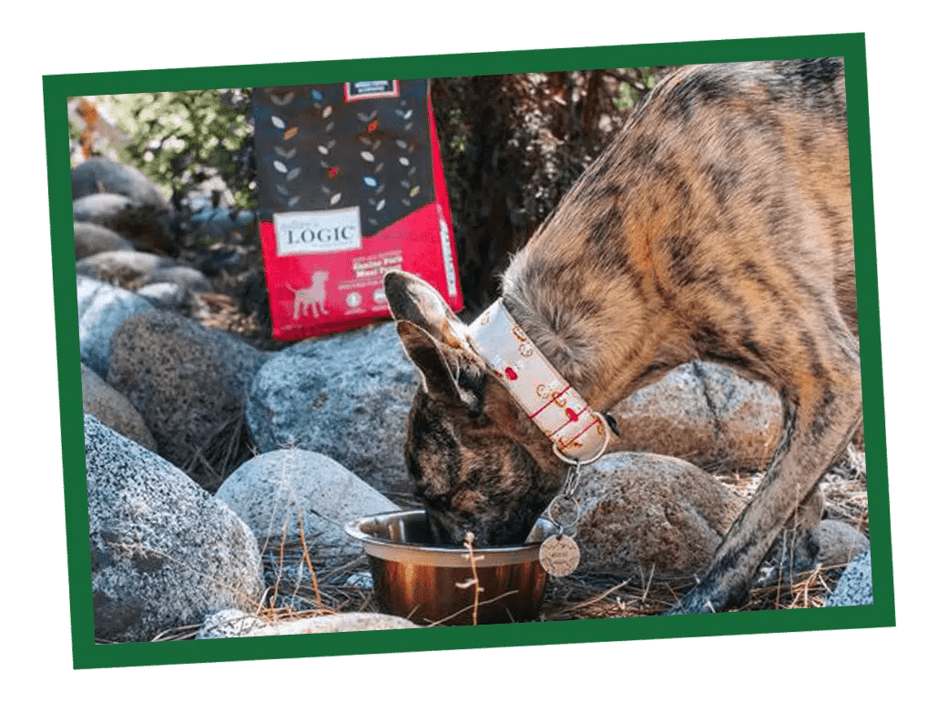 What Would Dogs Eat in the Wild? Exploring Natural vs. Domesticated Diets