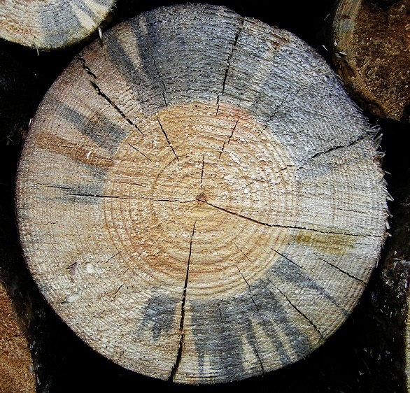 4 Ways to Prevent Bluestain Nature's Packaging