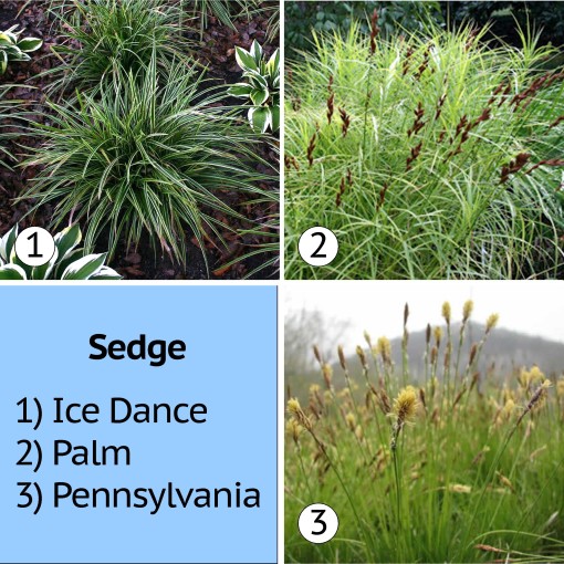 Ornamental Grasses Easy To Care For Hard To Resist Nature S