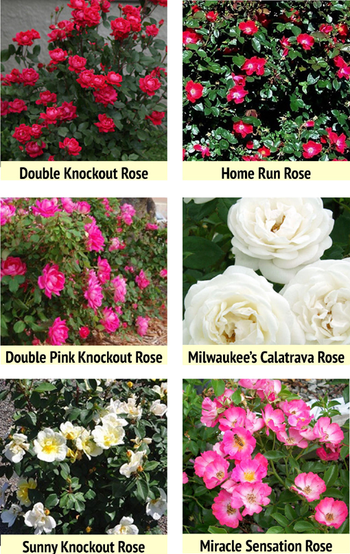 Beyond Valentine's Day Roses For Your Garden Nature's Perspective