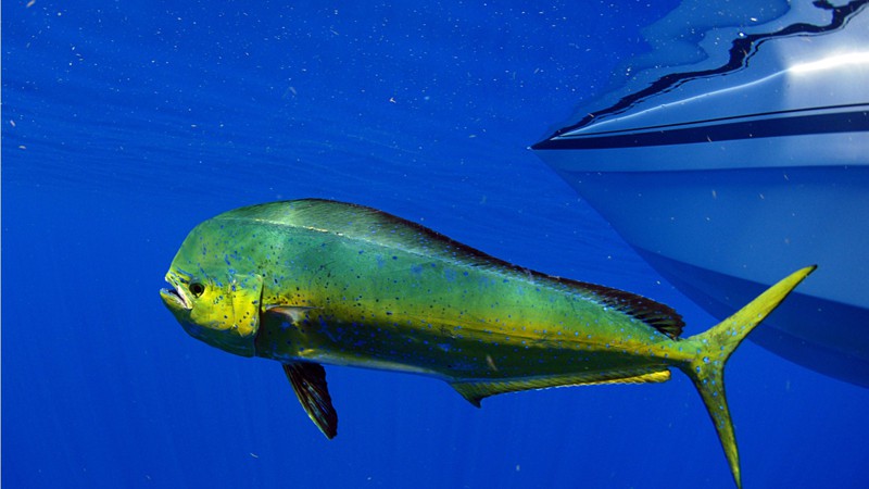 What Kind of Fish is Mahi Mahi?