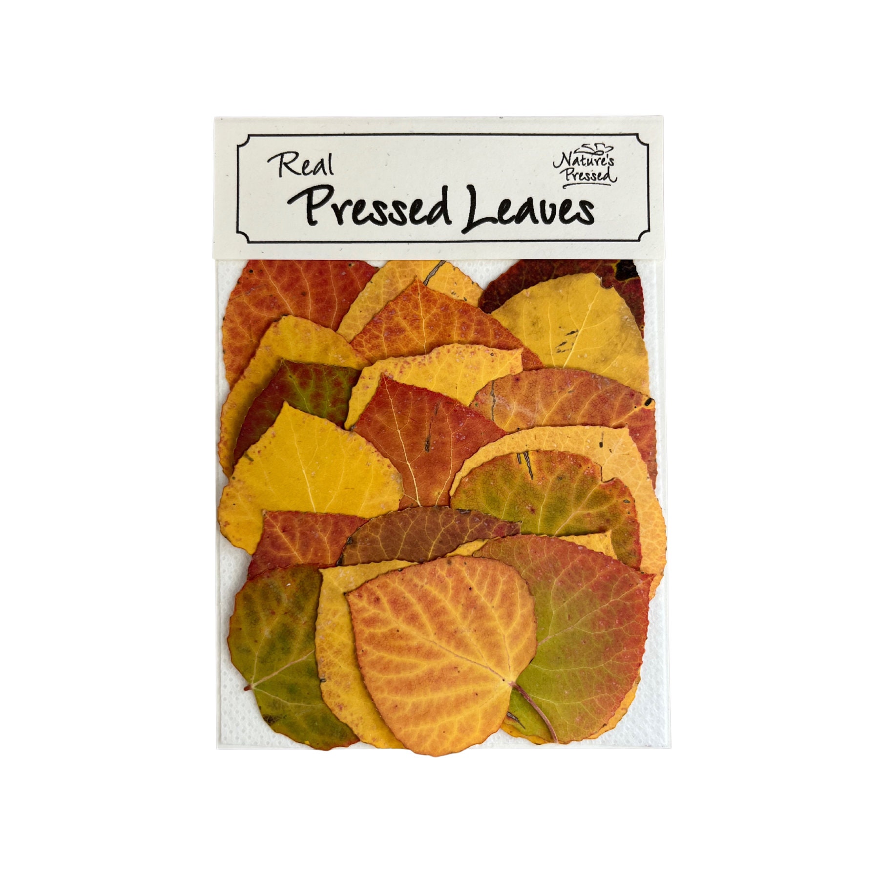 Natural Pressed Fall Aspen Leaves