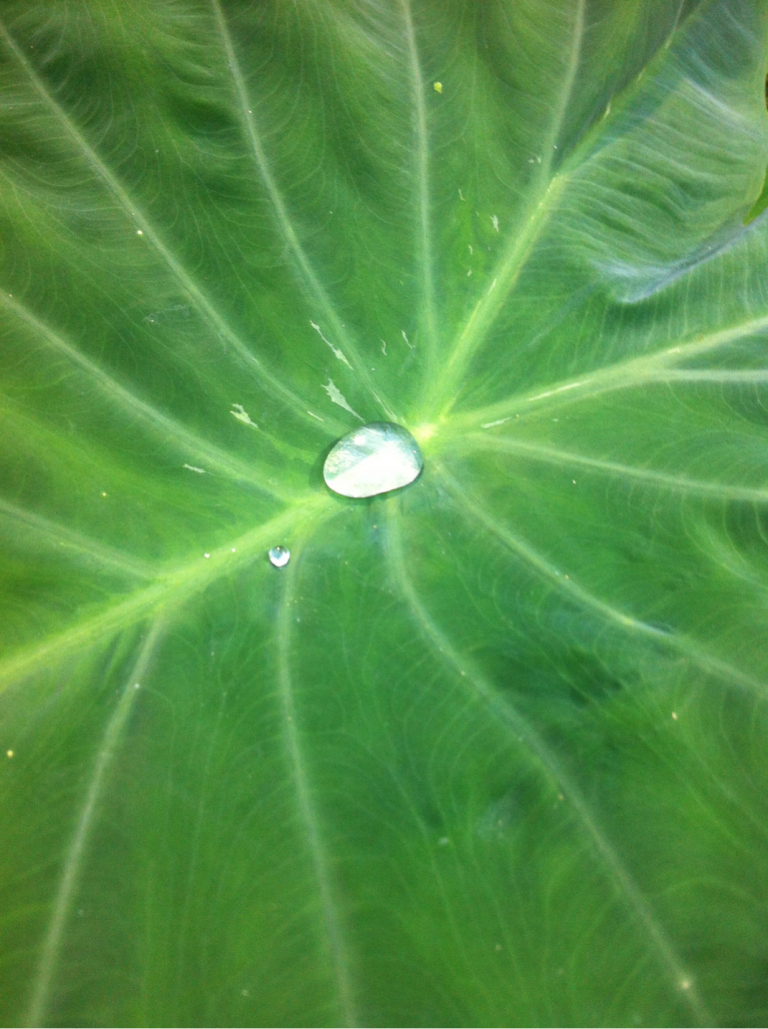 Why Does Water Roll Off the Surface of a Leaf