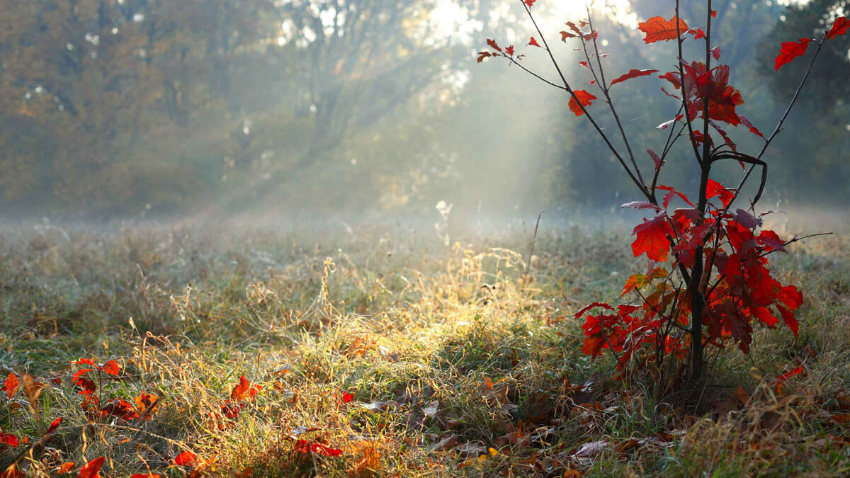 Ontario Tree Planting Tips Why You Should Plant Trees in the Fall