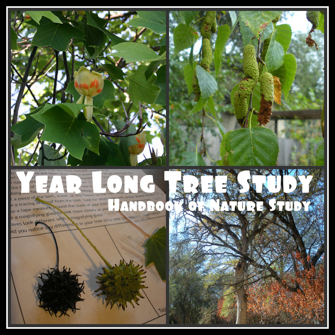 Autumn Season Cottonwood Tree Homeschool Nature Study