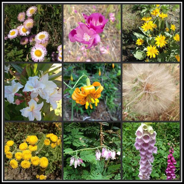 Outdoor Hour Challenge Blog Carnival Wildflower and Weed Edition