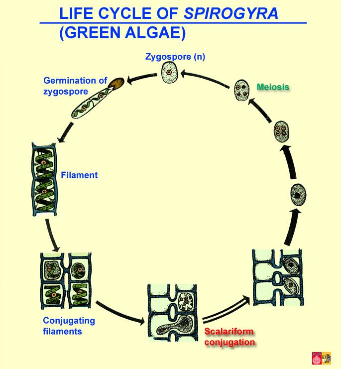Life cycle of a green Algae. NSSB