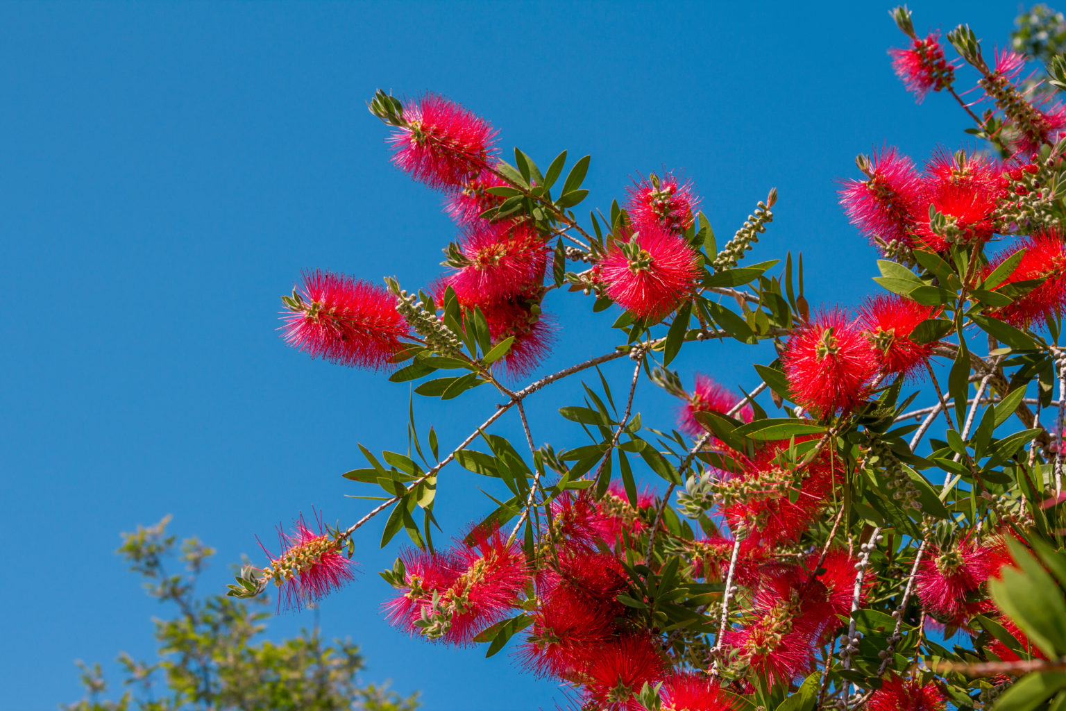 Bottlebrush Tree