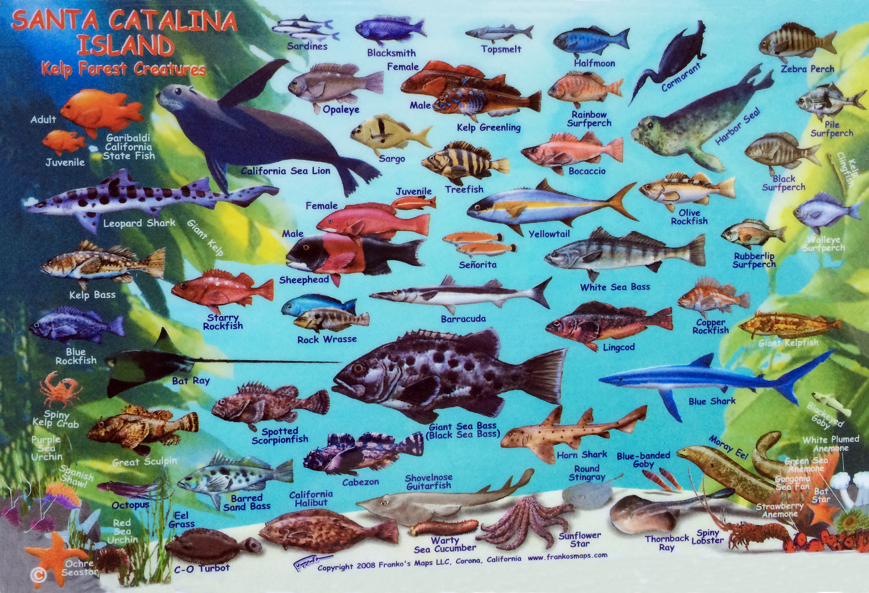 Santa Catalina Island Kelp Forest Creatures Identification Guide