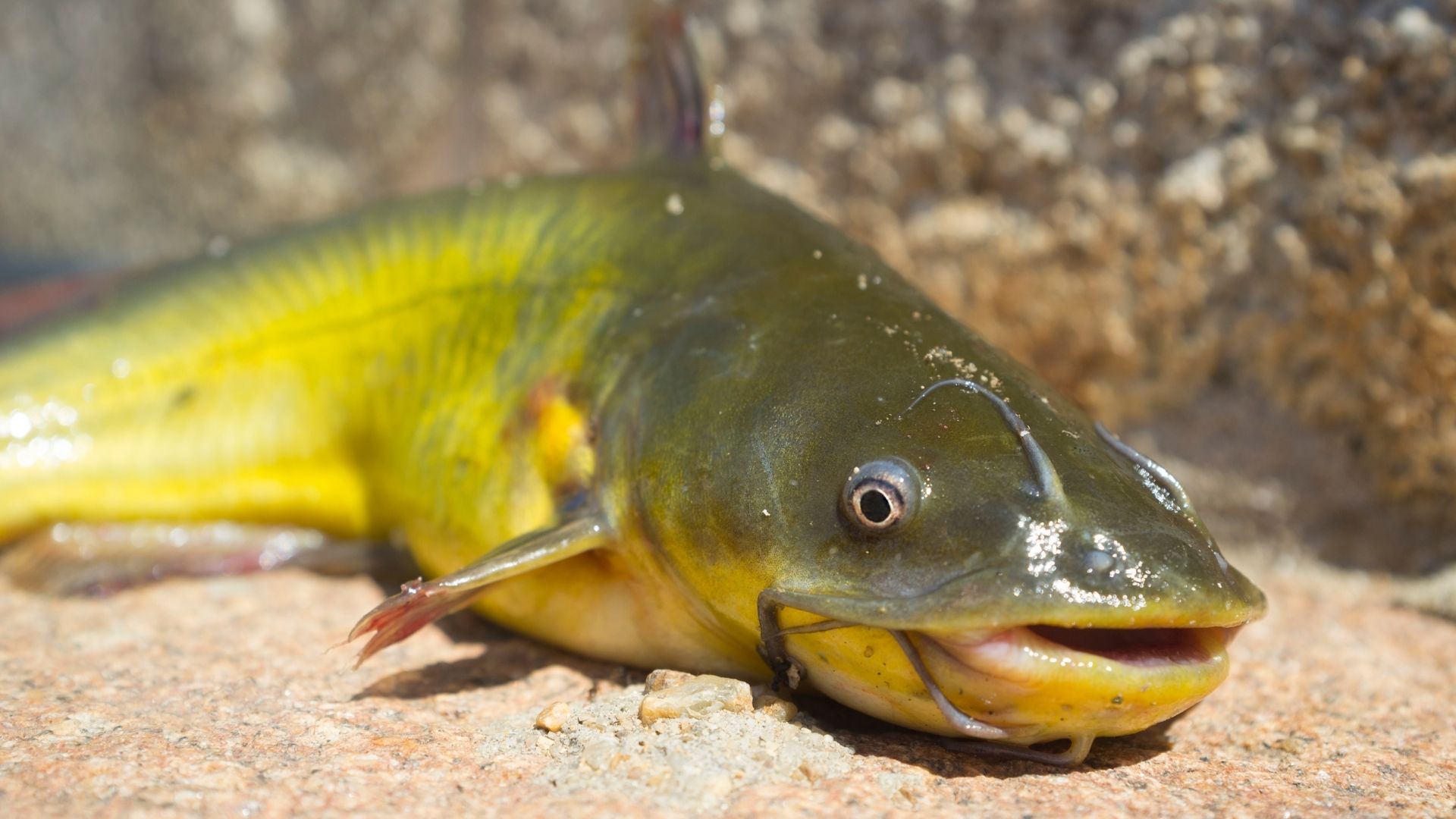 Types of Catfish (11 Is Actually Super Cute)