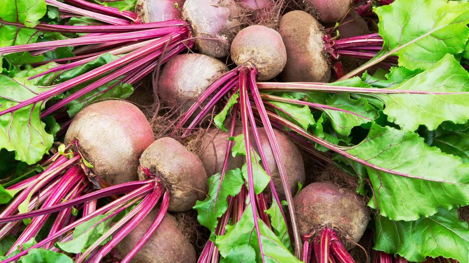 What Is Beetroot Powder? A Deep Dive into Its Origin