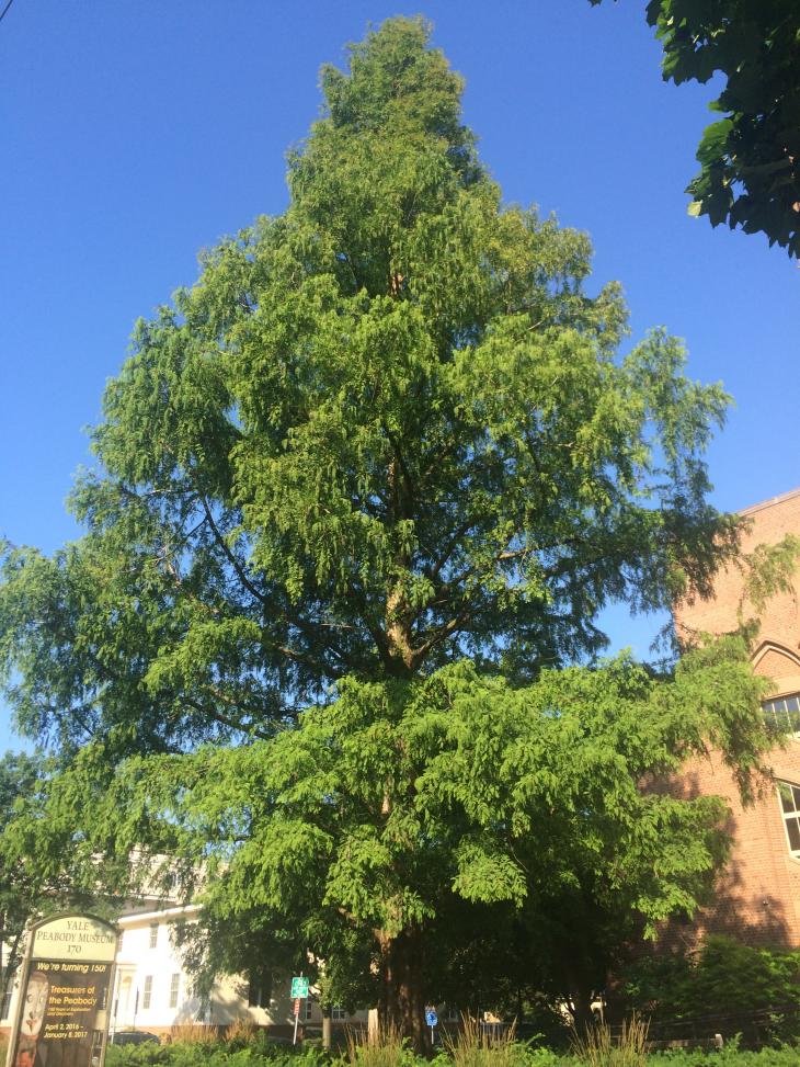 Dawn Redwood Yale Nature Walk