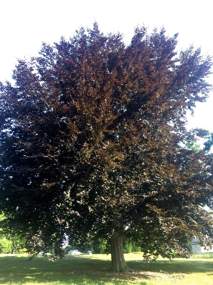 Copper Beech Yale Nature Walk