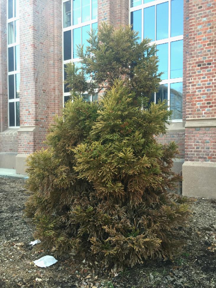 Japanese Cedar Yale Nature Walk