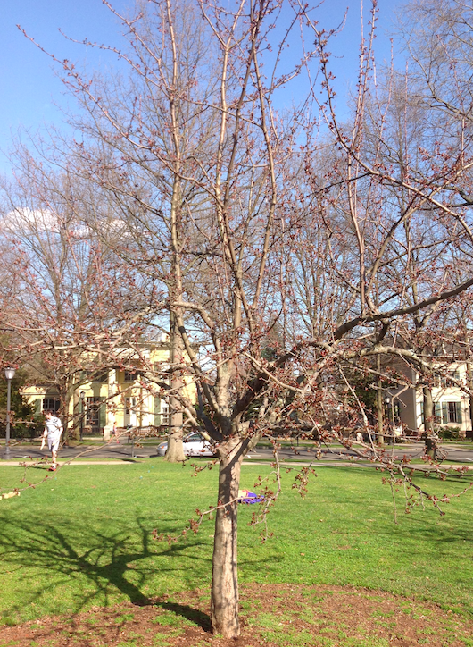 Crab Apple Tree Yale Nature Walk