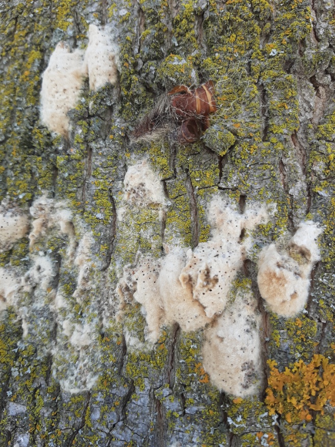 Fluffy tufts On Your Tree Bark? It Could Be Gypsy Moth Nature With Us