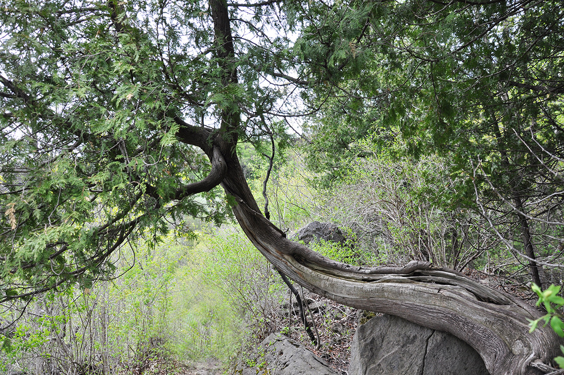 Eastern White Cedar Nature With Us