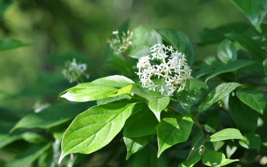 Silky Dogwood Nature With Us