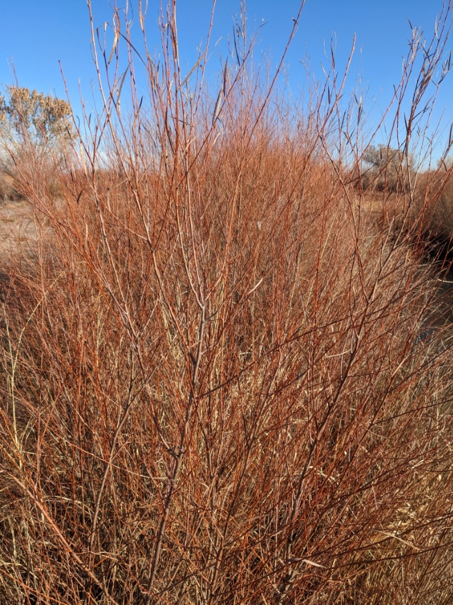 Narrowleaf Willow Nature With Us