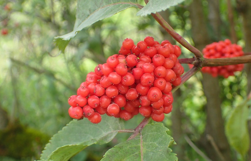 Red Elderberry Nature With Us