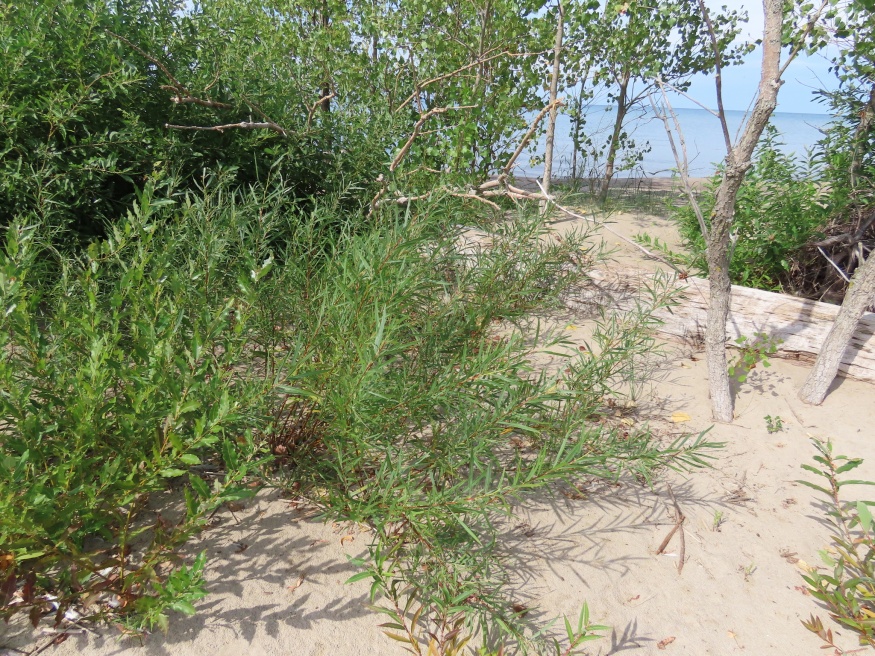 Sandbar Willow Nature With Us