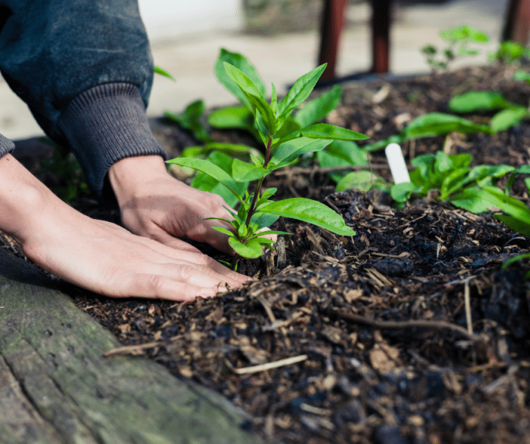 How do Plants Help the Environment