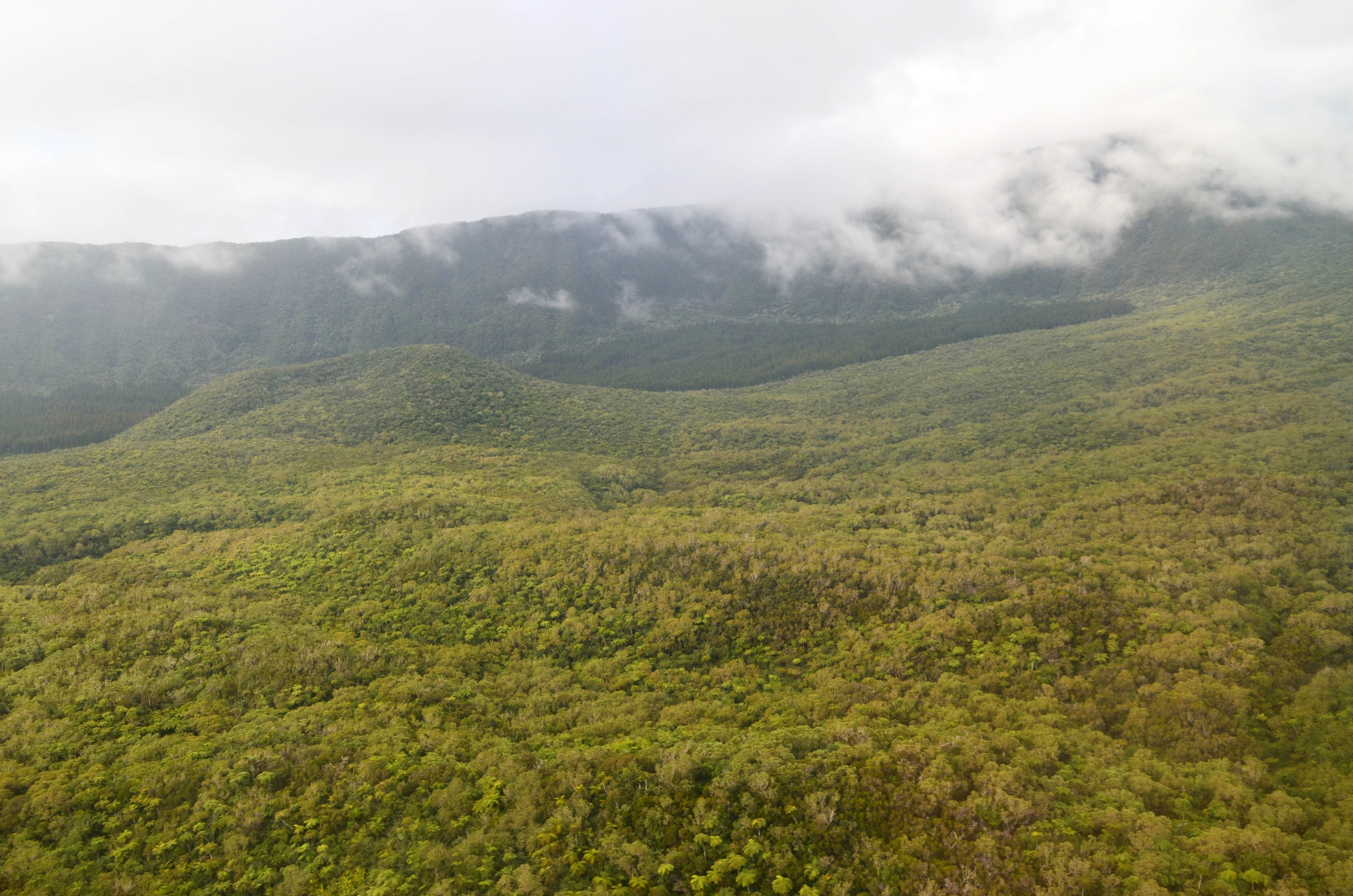 5 Randonnées au départ de la Plaine des Palmistes 5 Randonnées au départ de la Plaine des Palmistes