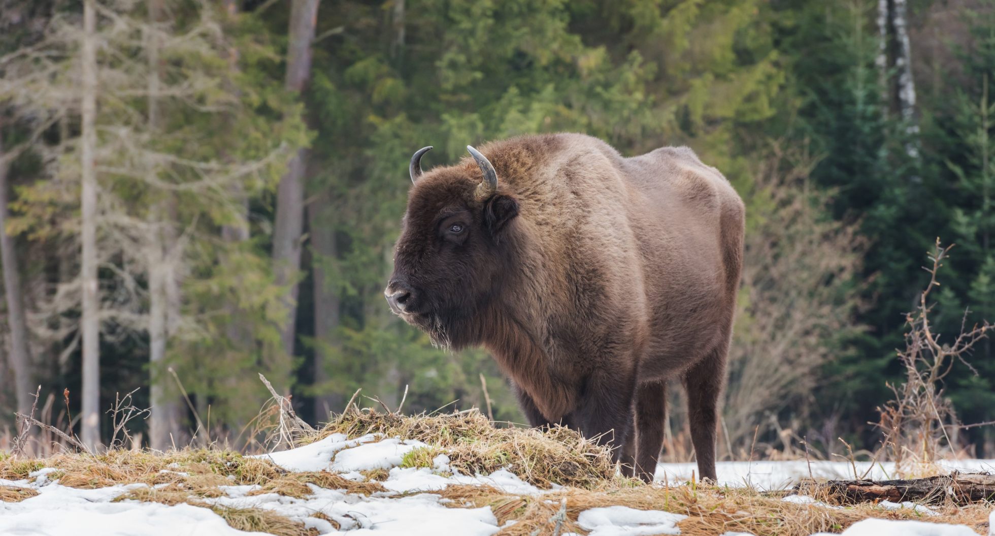 Europæisk bison trives på Bornholm og skaber plads til flere arter