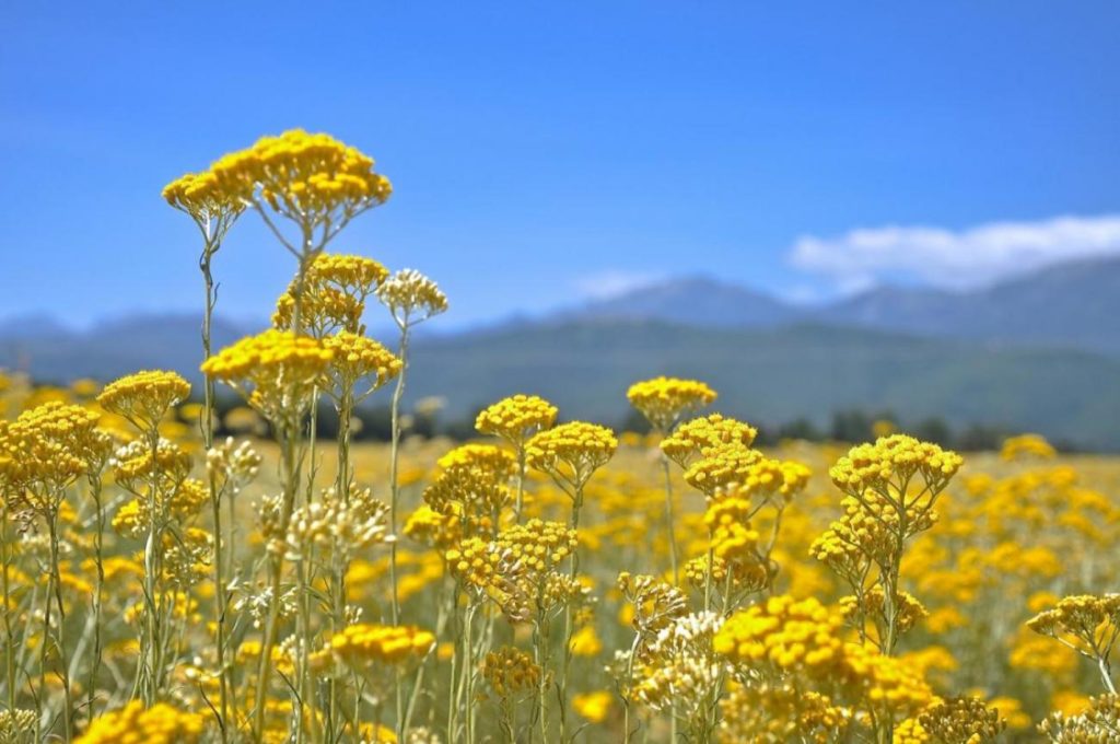Les bienfaits de L'Immortelle de Corse (ou Hélichryse