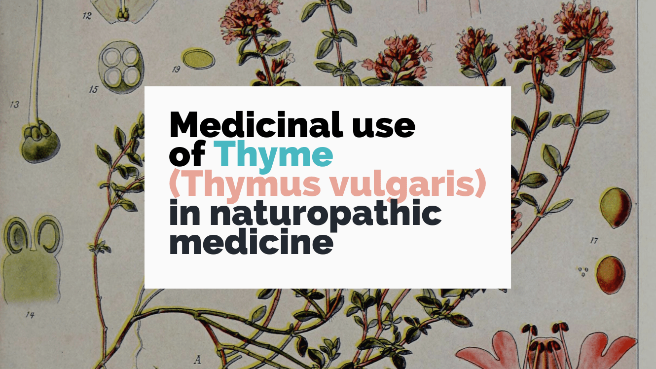 Thymus Vulgaris Medicinal Uses at David Chapman blog