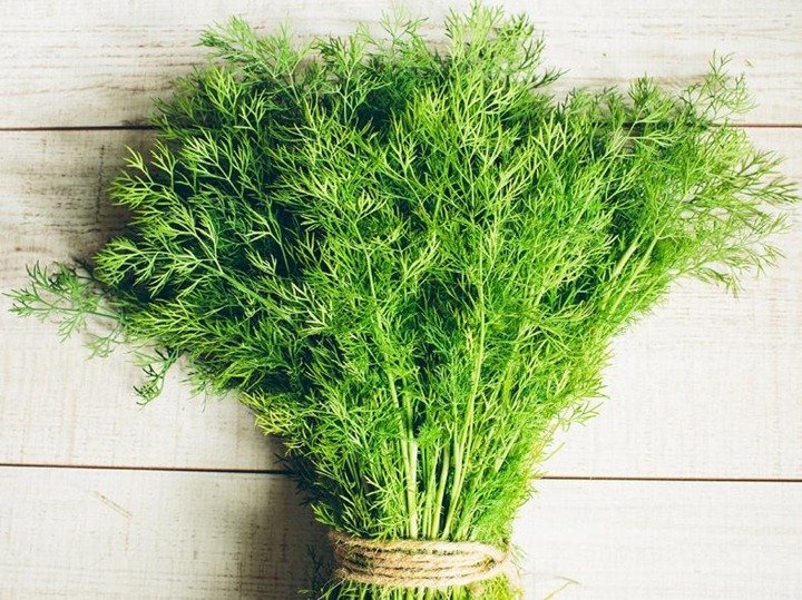 Eneldo beneficios, propiedades medicinales, contraindicaciones y remedios