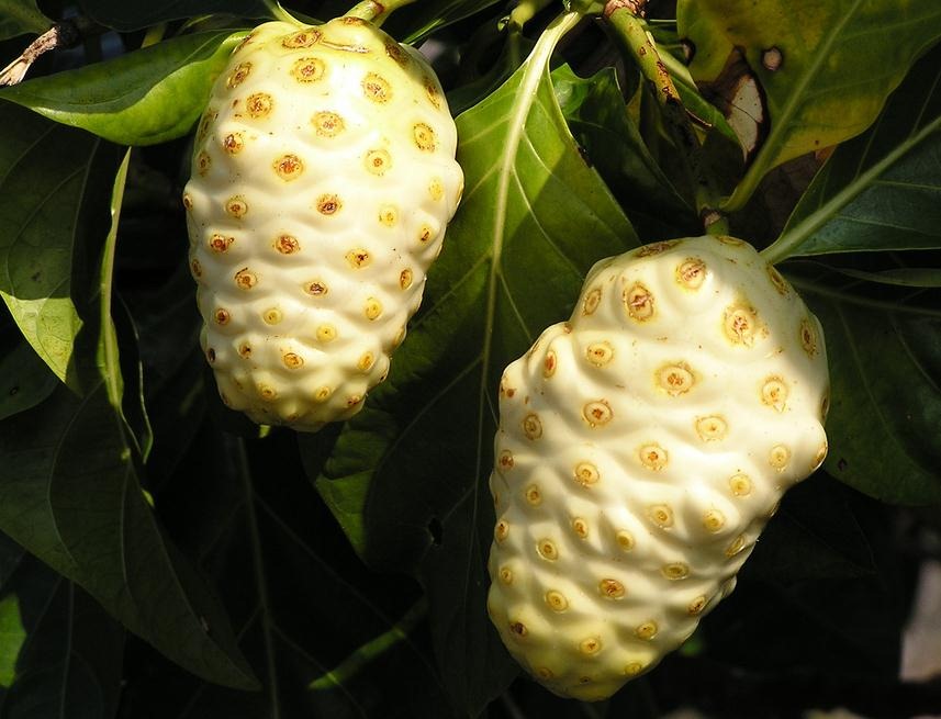 Noni beneficios y propiedades nutricionales Natursan