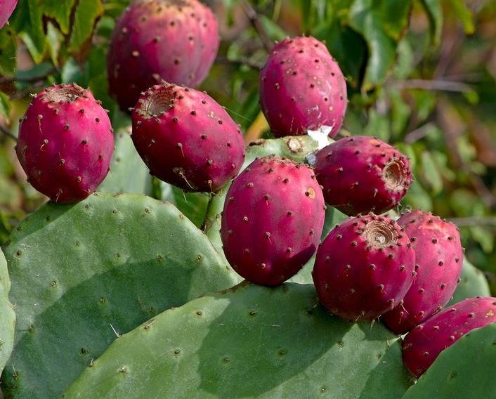 Nopal qué es, beneficios y propiedades Natursan