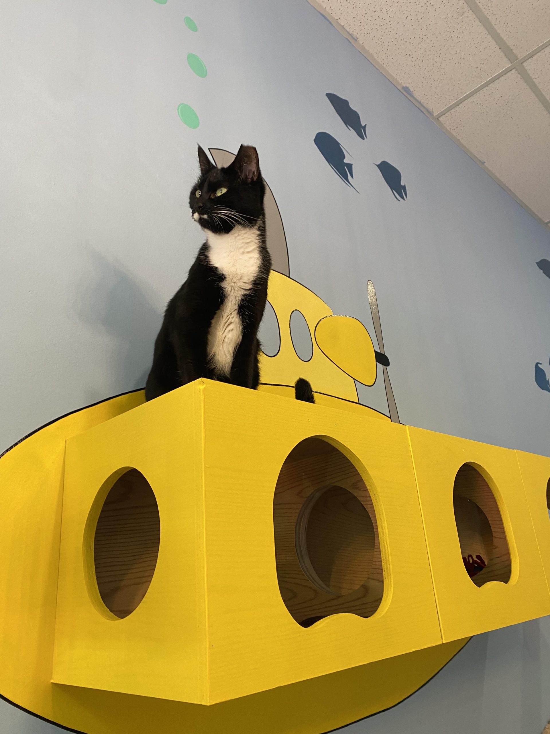 Schwartzy's Cat Cove Nautical Dog Williamsburg