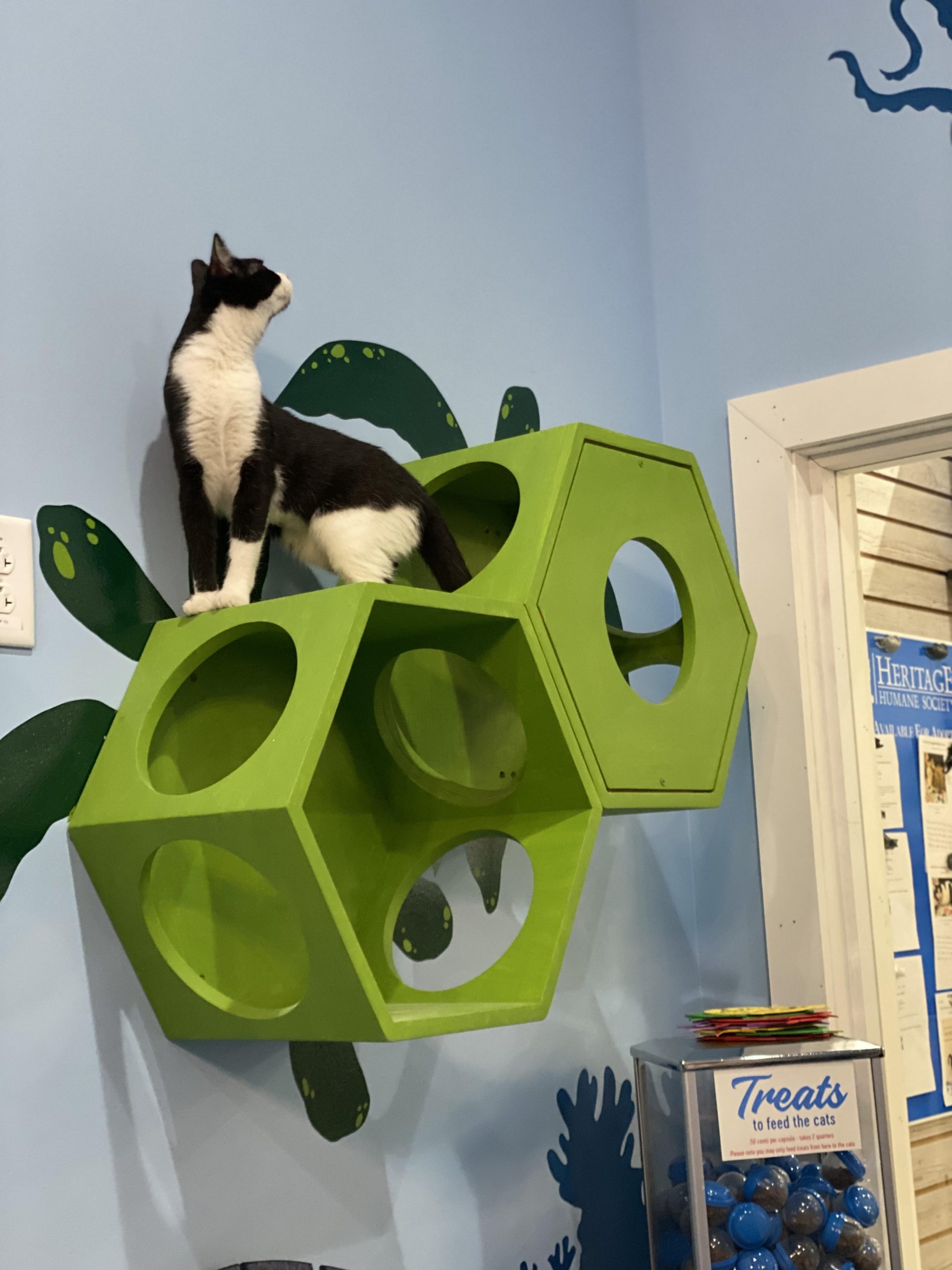 Schwartzy's Cat Cove Nautical Dog Williamsburg