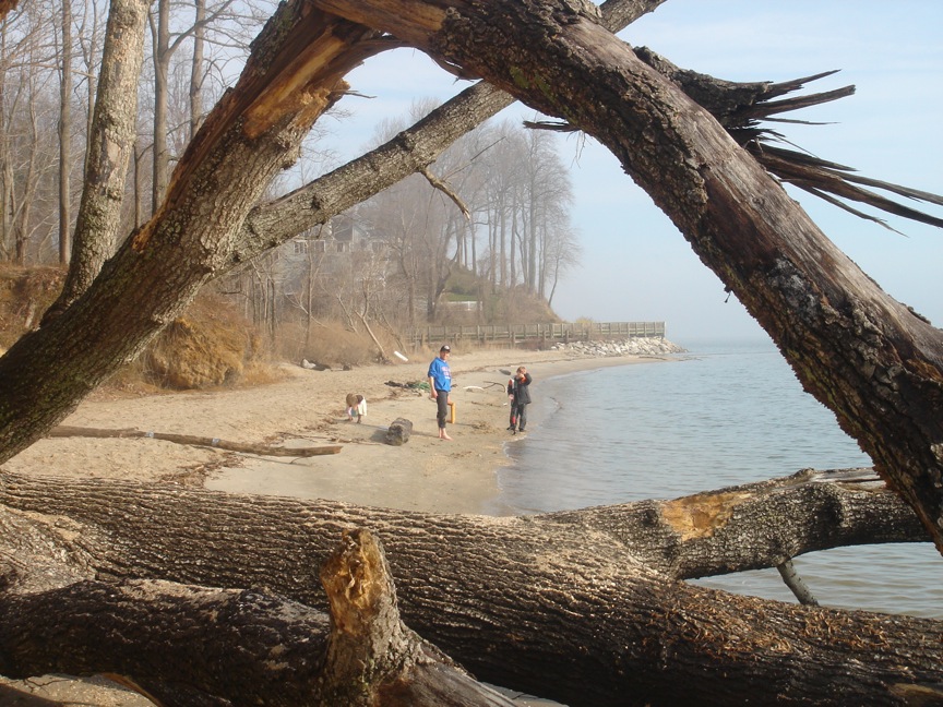 The Nautiloid Network