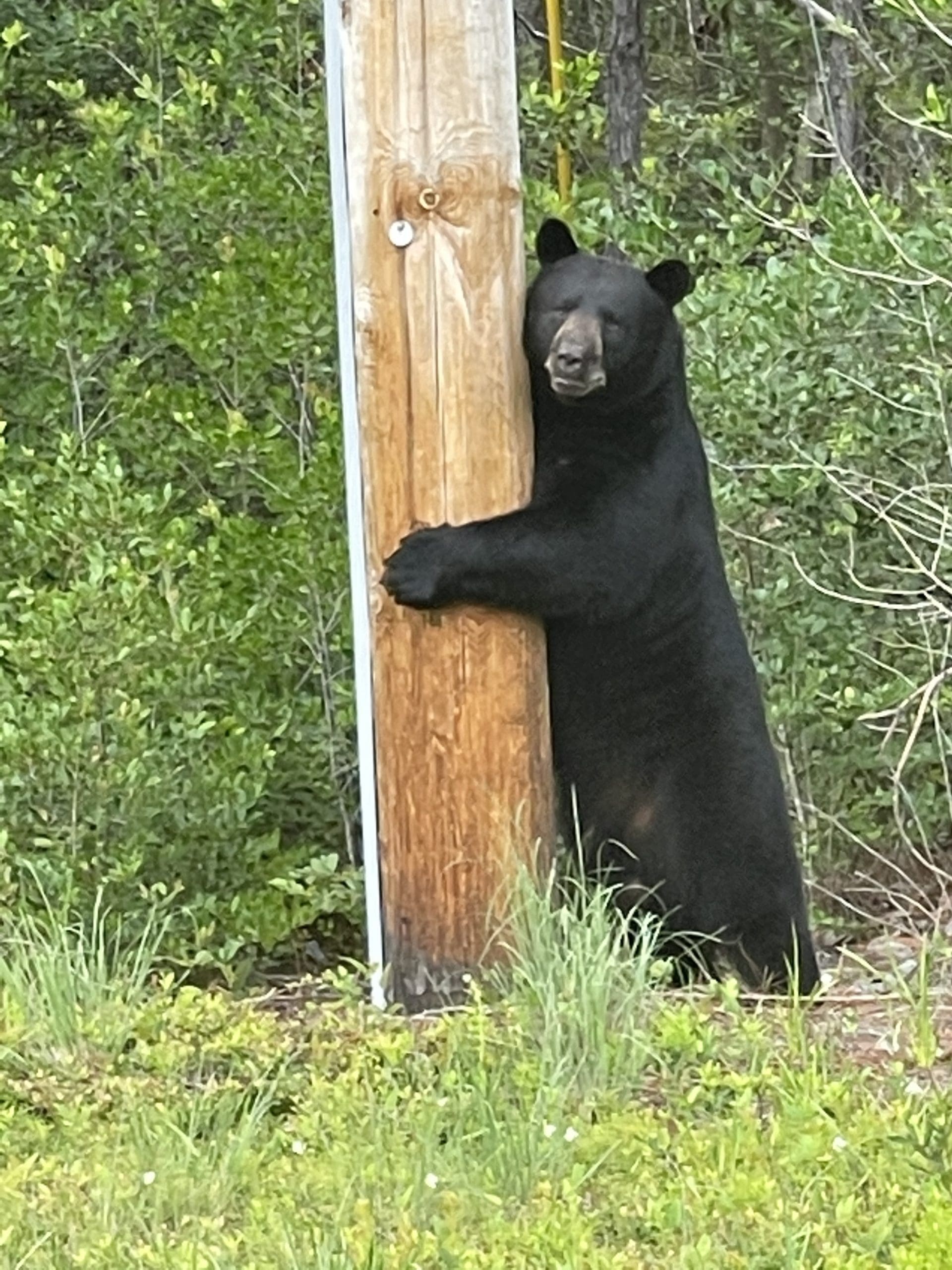 Gulf Breeze hosting black bear town hall Navarre Press