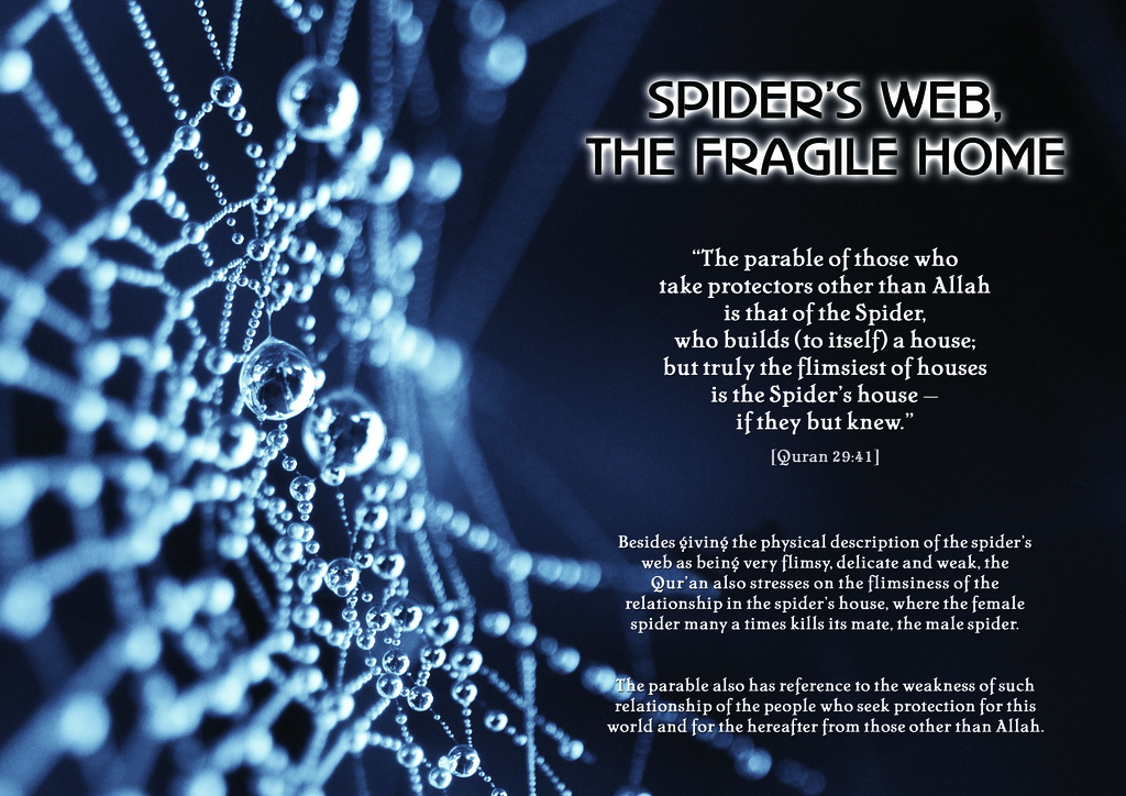 Quotes About Spider Webs. QuotesGram