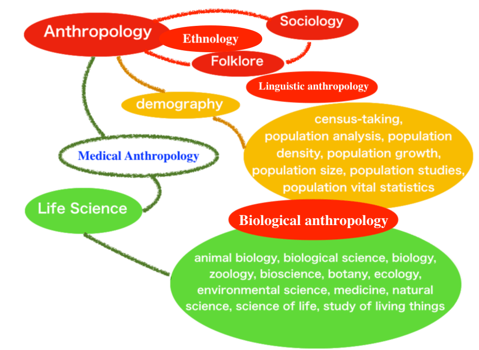 四分類人類学・四分野アプローチ：Quadrant anthropology or General Anthropology