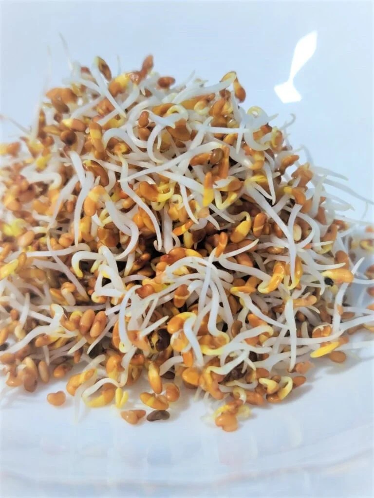 Clover Sprouts Nayagreen