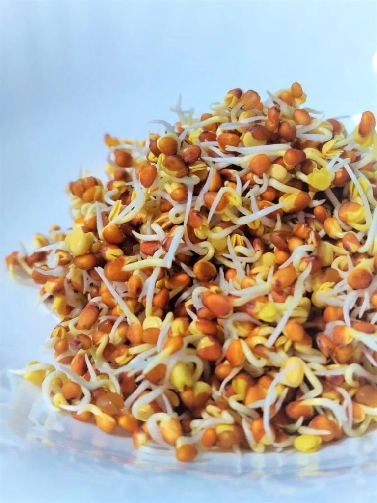 Radish Sprouts Nayagreen