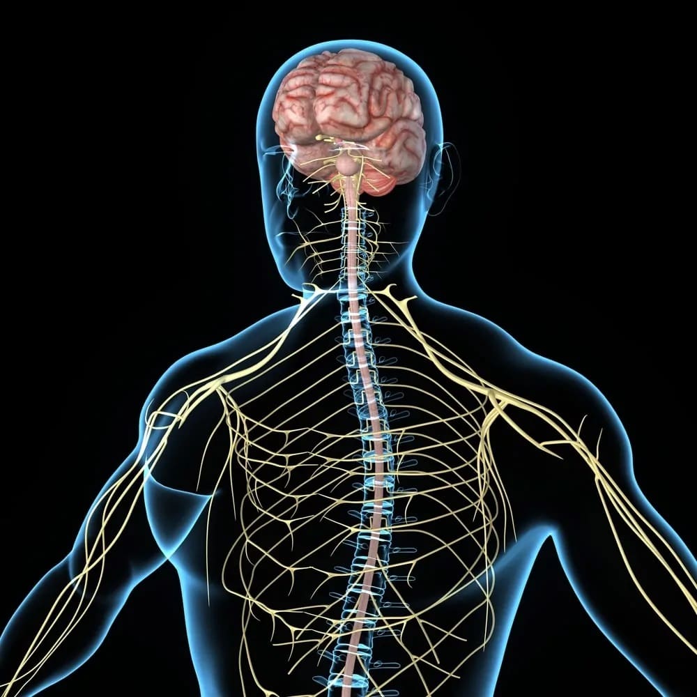 3 Types of Neurons (Plus Facts About the Nervous System) Nayturr