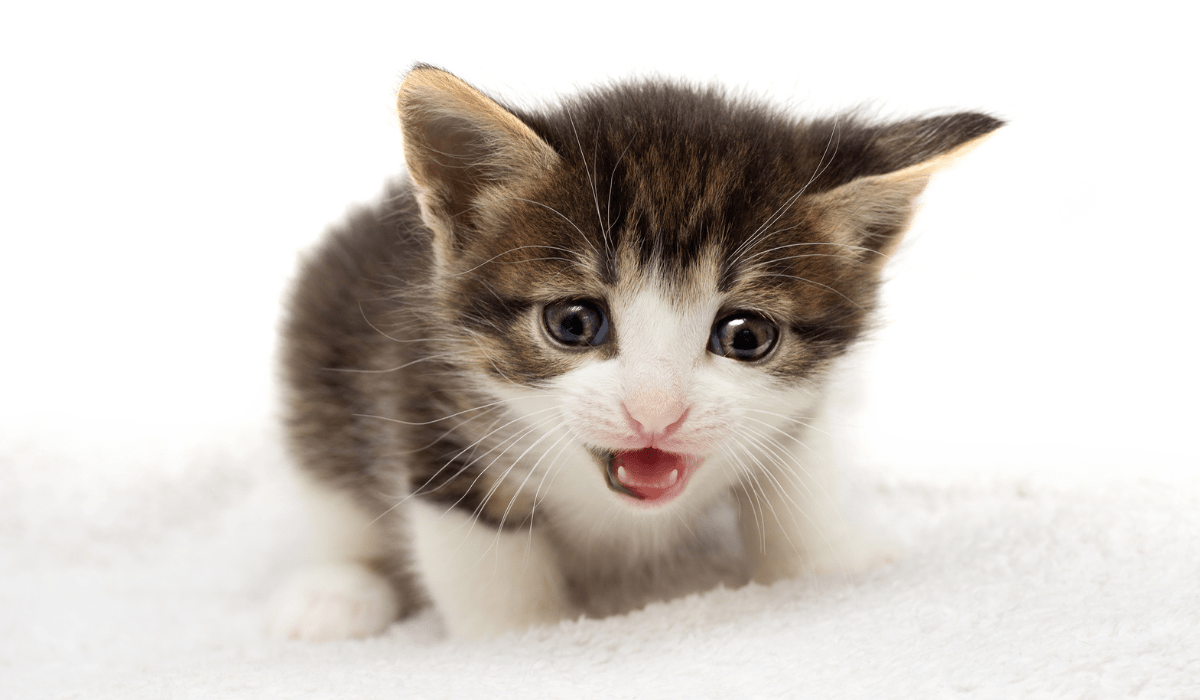 When Do Cats Learn to Meow? A Developmental Timeline Nayturr