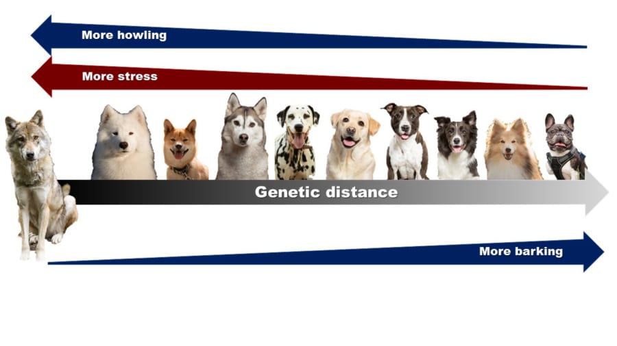 ペット犬に「オオカミの遠吠え」を聞かせるとどう反応するか実験してみた ナゾロジー