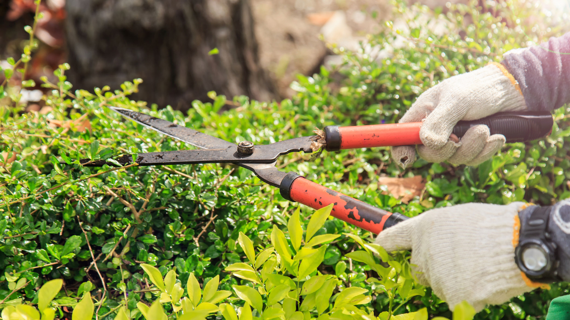 Landscaping New Braunfels Lawn Care New Braunfels, TX
