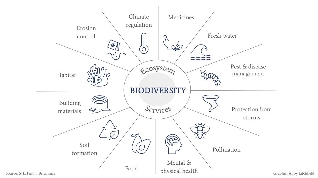 A Simple and Visual Definition of Biodiversity Network for Business